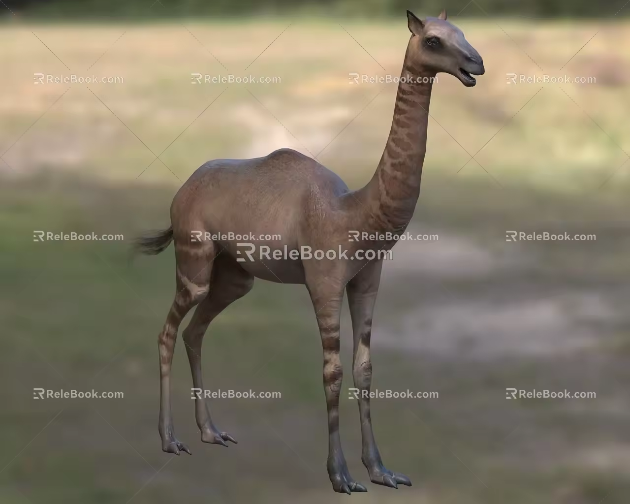 pointed-toed camel biological animal 3d model
