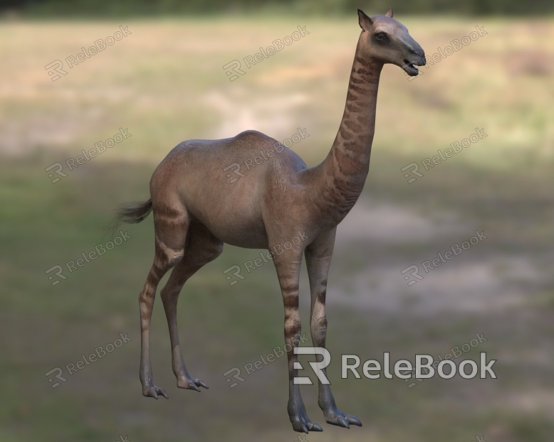 pointed-toed camel biological animal model