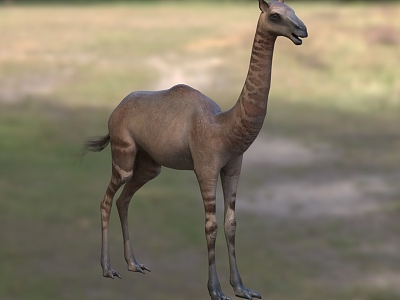 pointed-toed camel biological animal model