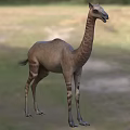 pointed-toed camel biological animal 3d model