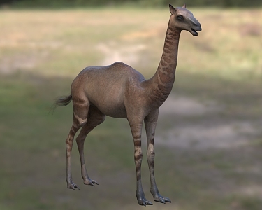 pointed-toed camel biological animal 3d model