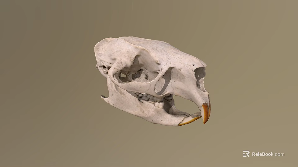 Detailed White Animal Skull With Prominent Beak And Anatomical Features 3d model 