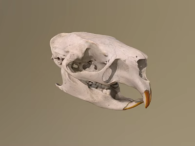 Detailed White Animal Skull With Prominent Beak And Anatomical Features 3d model