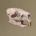 Detailed White Animal Skull With Prominent Beak And Anatomical Features