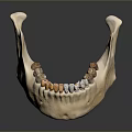 Game Movie Character Detailed Mandible Model With Realistic Teeth Structure Design