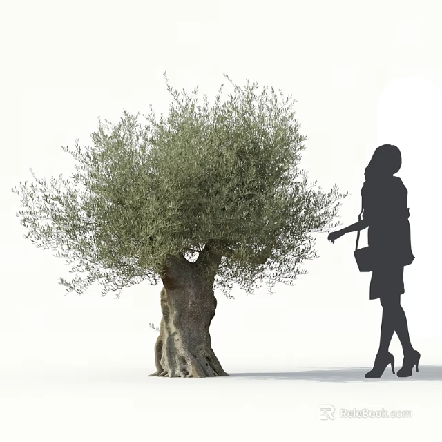 Olive Tree with Thick Trunk and Lush Foliage Near Silhouette of a Woman 3d model 