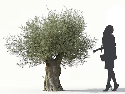 Olive Tree with Thick Trunk and Lush Foliage Near Silhouette of a Woman 3d model
