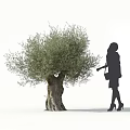 Olive Tree with Thick Trunk and Lush Foliage Near Silhouette of a Woman