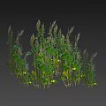 Lush Green Ground Cover Plants With Dense Leafy Stems And Natural Growth