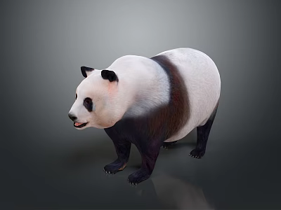 Cute Giant Panda With Black And White Fur Standing On Gray Background 3d model