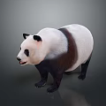 Cute Giant Panda With Black And White Fur Standing On Gray Background