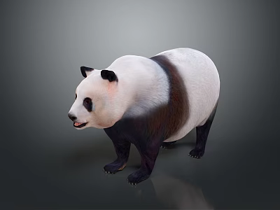 Cute Giant Panda With Black And White Fur Standing On Gray Background 3d model