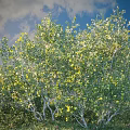 Vibrant Shrub with Green Leaves Yellow Flowers Under Blue Sky White Clouds and Green Grass
