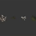 Four Different Decorative Greenery Plants With Delicate Branches Small Leaves And Flowers