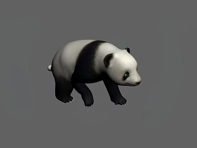 Realistic 3D Panda Model With Black And White Fur Standing Pose 3d model