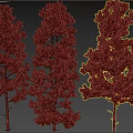 Three Tall Evergreen Trees With Straight Trunks And Lush Green Foliage
