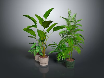 Indoor Houseplants Collection With Various Green Leafy Plants In Modern Planters 3d model