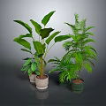 Indoor Houseplants Collection With Various Green Leafy Plants In Modern Planters