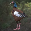 Bird With Blue Head Feathers Long Beak Brown Body White Wing Patches Standing On Grass