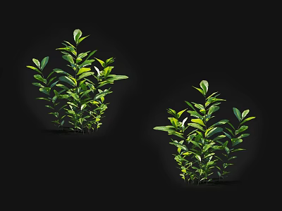 Evergreen Trees With Lush Green Foliage For Outdoor Garden Decoration 3d model