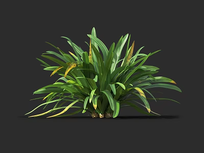 Lush Green Plant With Wide Leaves Green And Yellow Edges 3d model