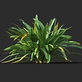 Lush Green Plant With Wide Leaves Green And Yellow Edges