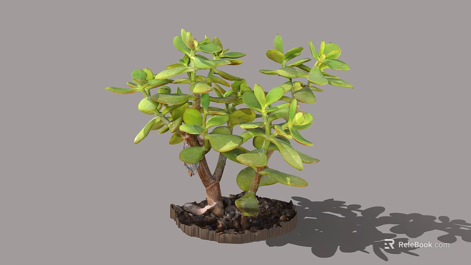 Jade Plant With Green Fleshy Leaves And Branched Stems In Pot With Soil And Shadow 3d model 