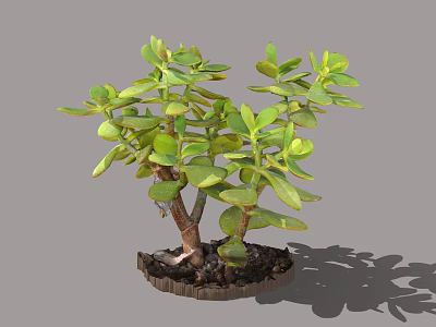 Jade Plant With Green Fleshy Leaves And Branched Stems In Pot With Soil And Shadow 3d model