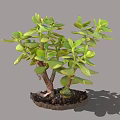 Jade Plant With Green Fleshy Leaves And Branched Stems In Pot With Soil And Shadow
