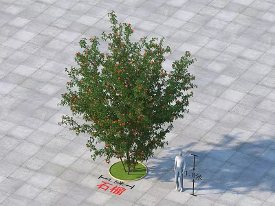 Leafy Pomegranate Tree On Square Paved Ground With Green Lawn Circle And Person Standing 3d model