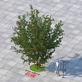 Leafy Pomegranate Tree On Square Paved Ground With Green Lawn Circle And Person Standing