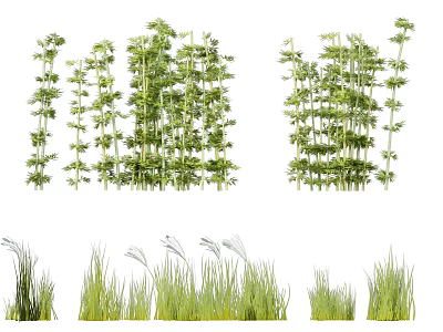 Different Types Of Bamboo Featuring Green Foliage And Various Heights 3d model