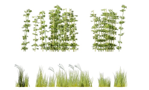 bamboo grass green plant 3d model