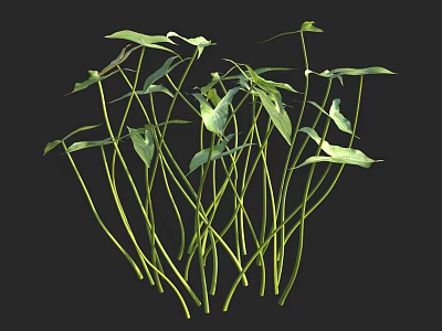 Fresh Green Herbs With Slender Stems And Broad Leaves On Black Background 3d model