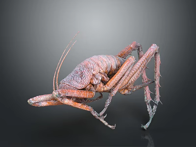 Large Brown Insect with Textured Body Long Antennae and Slender Legs 3d model