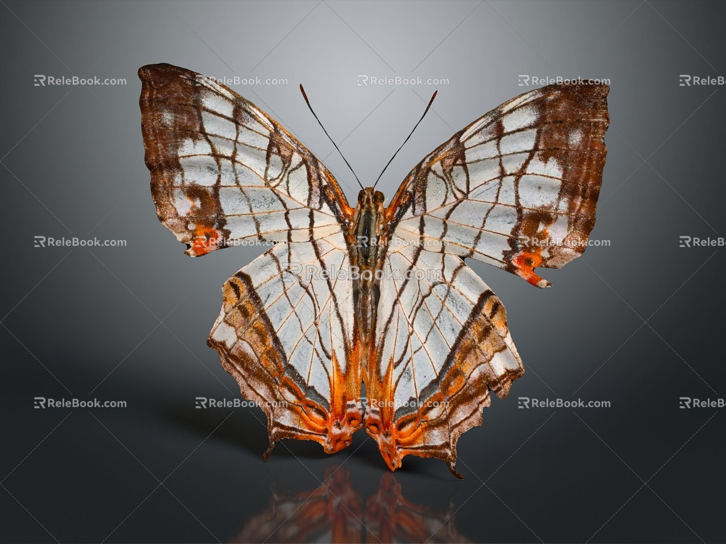 Modern Butterfly Colored Butterfly Tabby Butterfly Leaf Butterfly 3d model