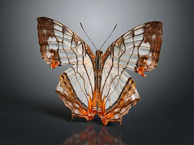 Beautiful Transparent Winged Butterfly With Brown And Orange Patterns On Gray Background With Reflection 3d model