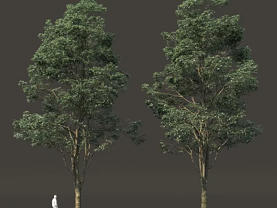 Tall Green Trees With Human Figure For Scale In Natural Environment 3d model
