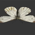 Striped White Butterfly With Open Wings On Dark Reflective Surface 3d model