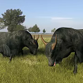 Two Black Reptiles With Horns And Dense Scales In Natural Habitat