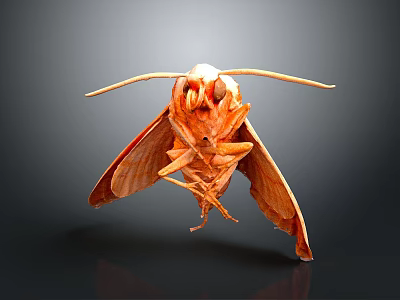Realistic 3D Rendered Orange Moth With Spread Wings And Antennae On Dark Background 3d model