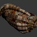 Colorful Conch Shell With Spiral Pattern And Detailed Striped Texture On Dark Background