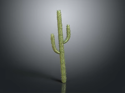 Tall Green Cactus Plant With Thorny Stems On Gray Background 3d model