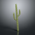 Tall Green Cactus Plant With Thorny Stems On Gray Background