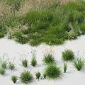 Grass Plants Collection With Various Heights And Green Brown Foliage On White Background