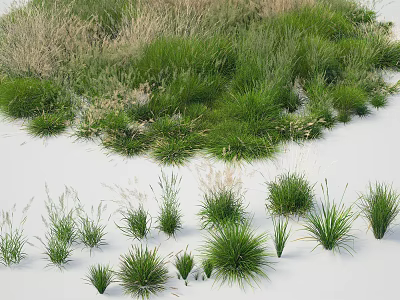Grass Plants Collection With Various Heights And Green Brown Foliage On White Background 3d model