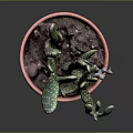 Green Cactus Plant in Terracotta Pot with Healthy Pads and Soil