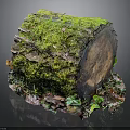 Lush Moss And Small Plants Growing On Tree Stump With Colorful Leaves