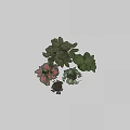 Bonsai Potted Plants With Colorful Green And Pink Leaves In White Ceramic Pots