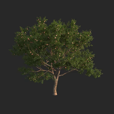 Tall Arbor with Lush Green Foliage and Ripe Fruits on Branches 3d model